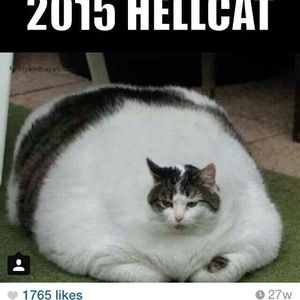 Meet your Posher, Frank